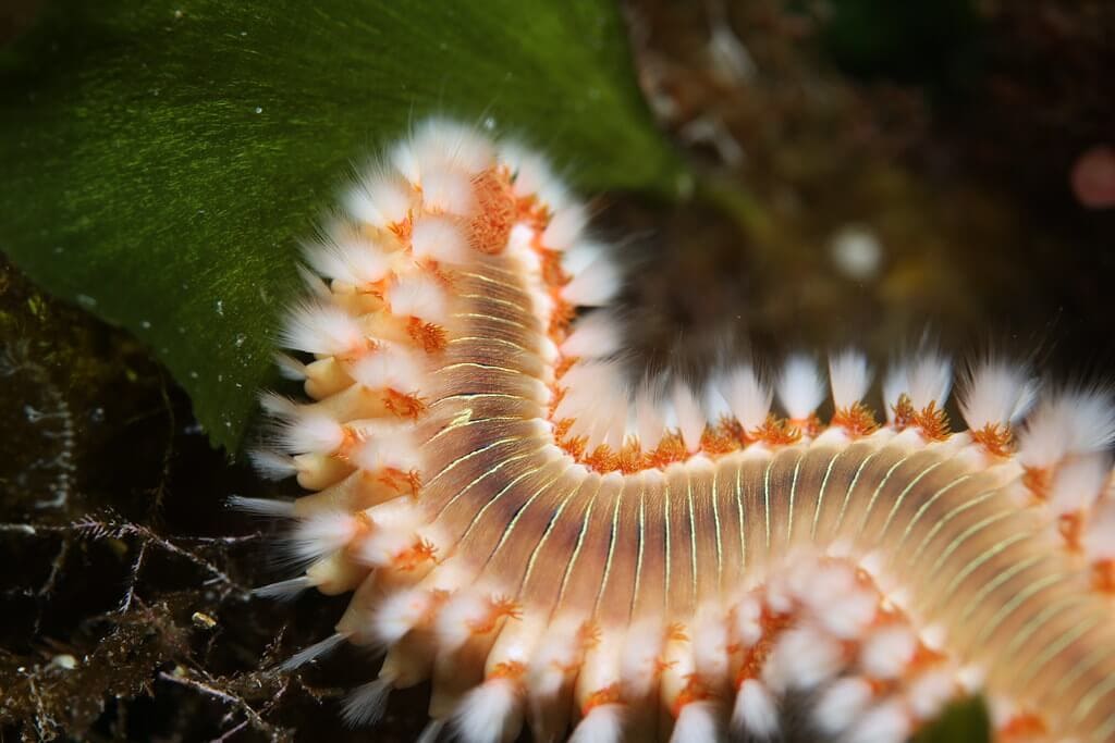 Bristle Worms In Your Saltwater Tank: Everything You Should Know
