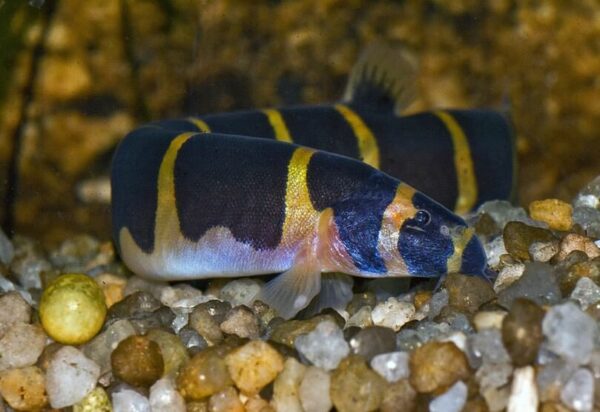 Kalouch Fish Kuhli Loach Care: The Secretive Eel-Like Fish You’ll Love