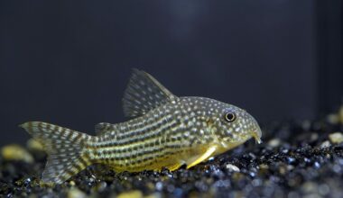 Cory catfish at bottom of tank