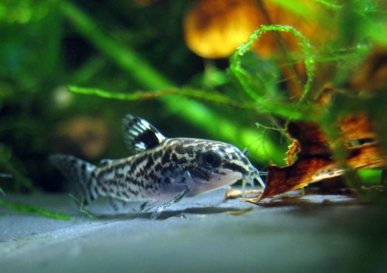 Why Cory Catfish Might Be Your Tank’s Secret Star