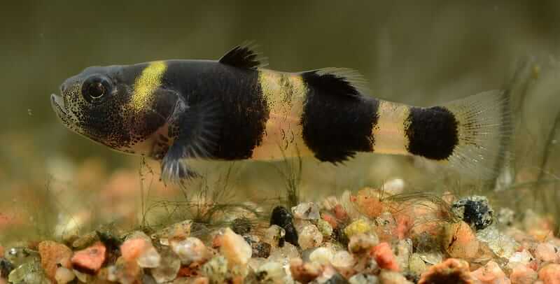 Side profile of a bumblebee goby