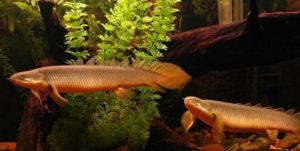 Bichir Care 101: Tank Mates, Diet, Size, Types, Etc.