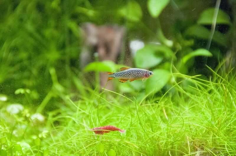 A celestial pearl danio with a tank mate