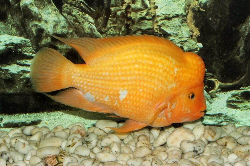 Red Devil Cichlid 101 Care, Tank Mates, Size & More