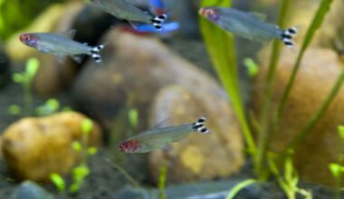 A group of swimming Rummy Nose Tetras