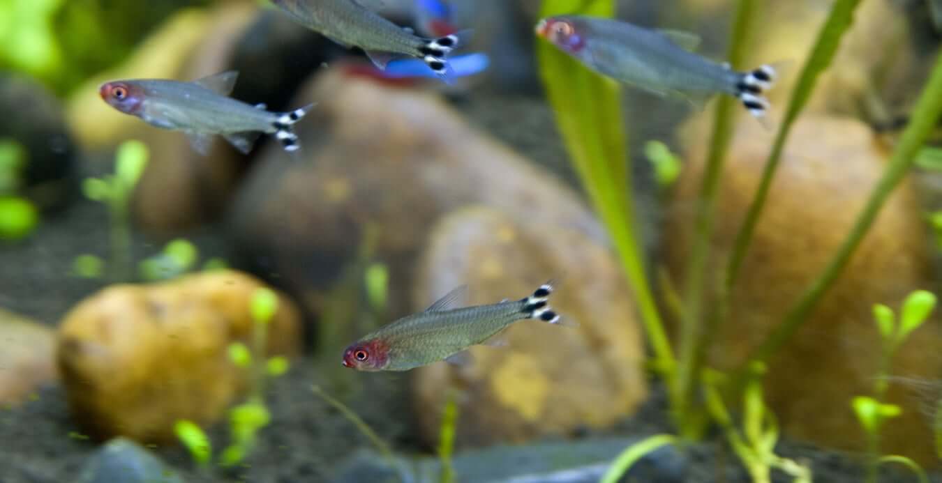 Live Rummy Nose Tetra - Peaceful Freshwater Tropical Fish - Beginner Friendly, Next Day Shipping