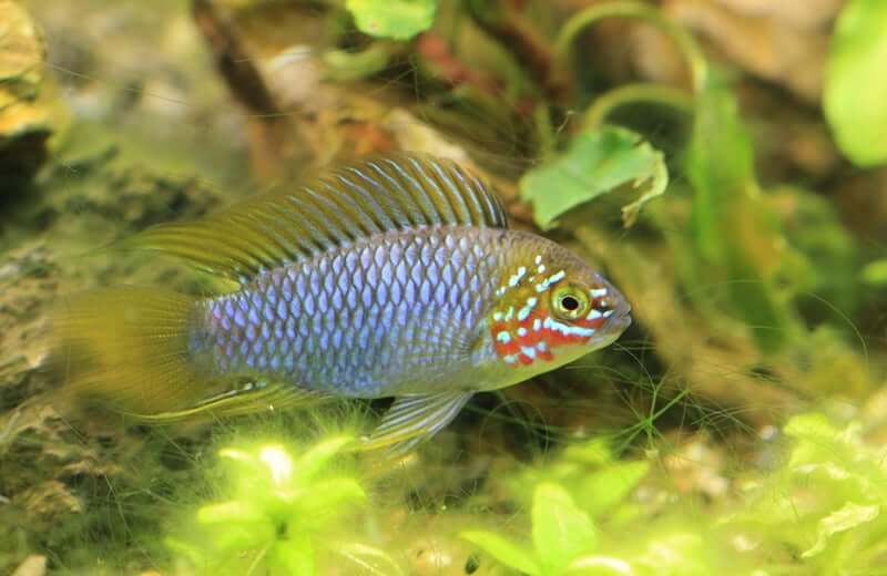 Apistogramma Care 101 aka Dwarf Cichlid Apistogramma Care 101 aka Dwarf Cichlid