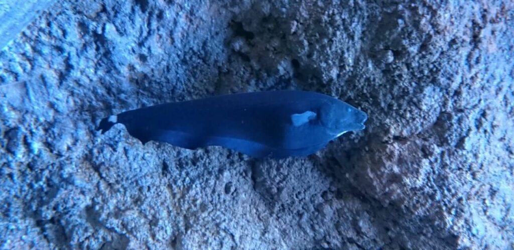 Black Ghost Knife Fish 101: Care, Tank Mates, And More
