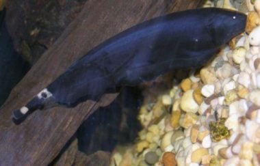Black Ghost Knife Fish 101: Care, Tank Mates, And More