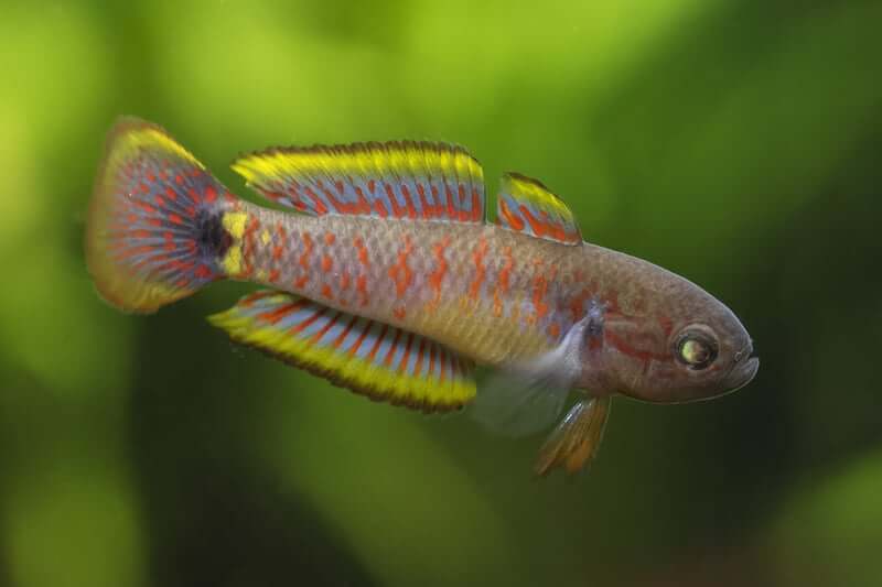The colors on a Peacock Gudgeon