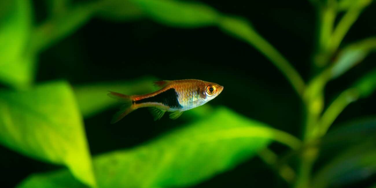 A lone Harlequin Rasbora swimming in an aquarium