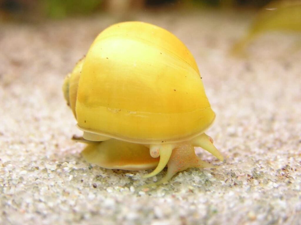 A mystery snail moving along the substrate