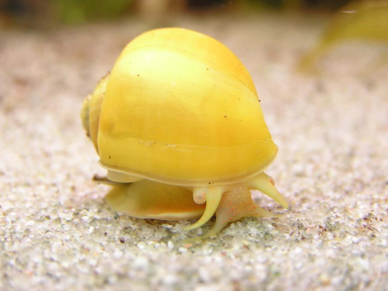 Lifespan of an Apple Snail 