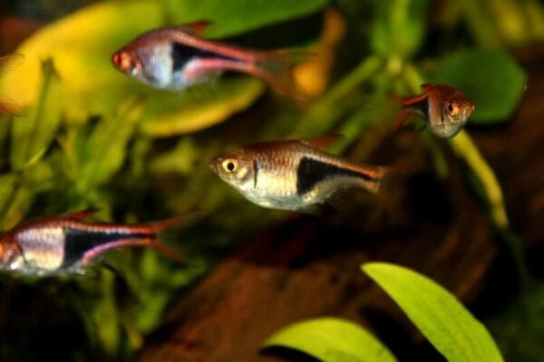 Harlequin Rasbora Care: Size, Tank Mates, Breeding & More