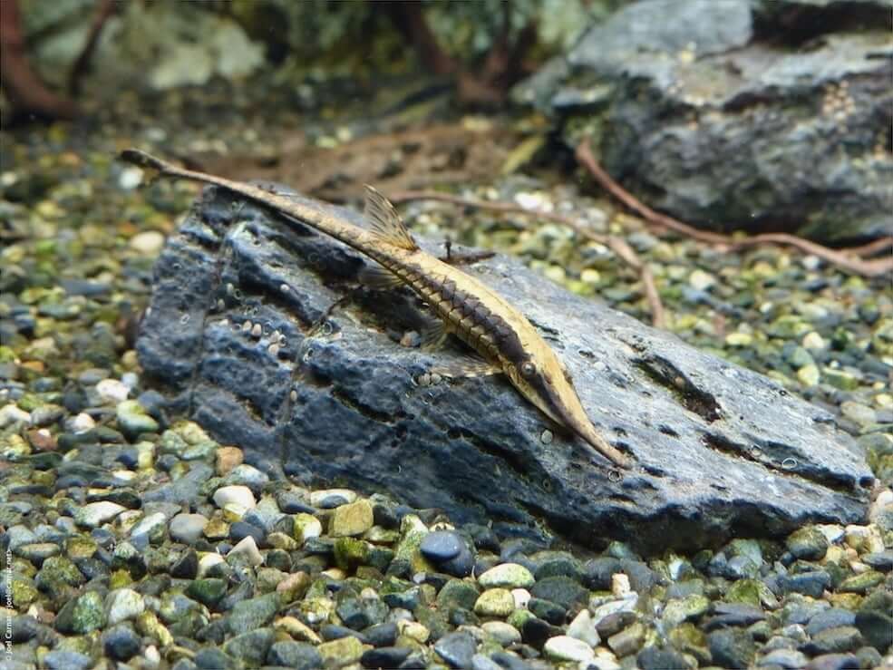Twig catfish on a piece of wood
