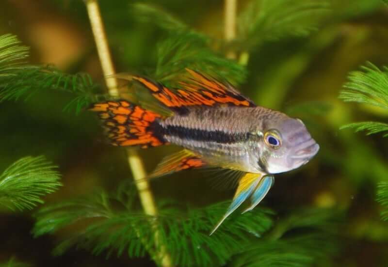 The 27 Most Colorful Freshwater Fish For Your Aquarium