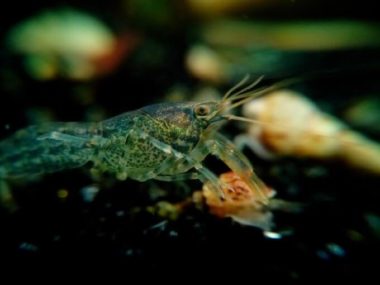 Live Newly Born Mexican Dwarf Crayfish - Small Size .25-.5 Inches - Freshwater, Tropical