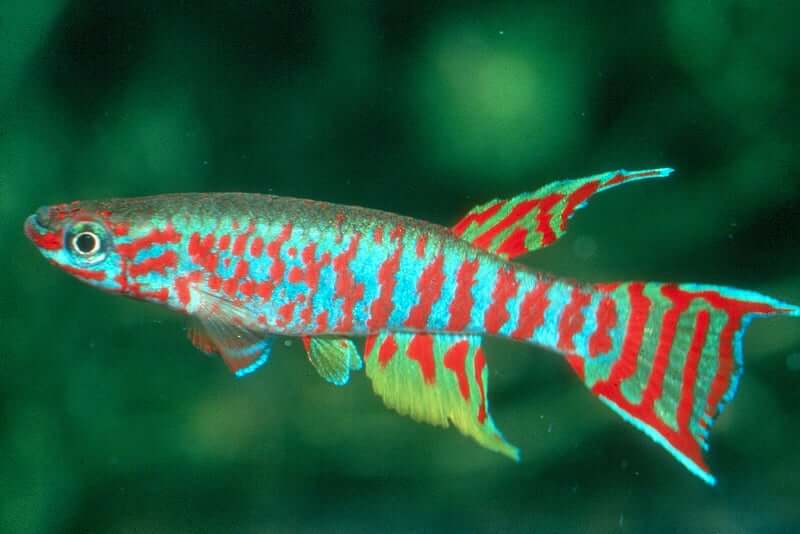 Colorful Tropical Freshwater Fish