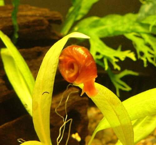 A Ramshorn Snail climbing on a plant