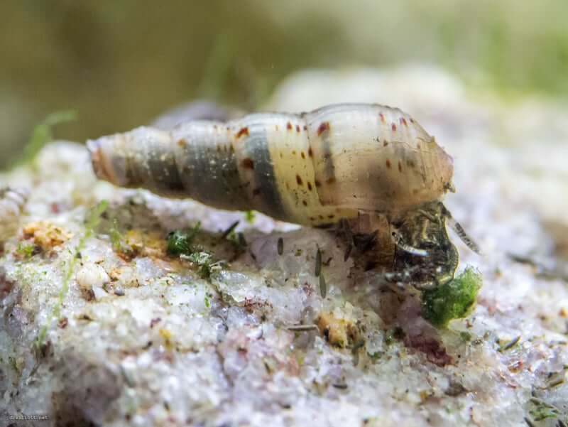 A small Trumpet Snail in a planted aquarium