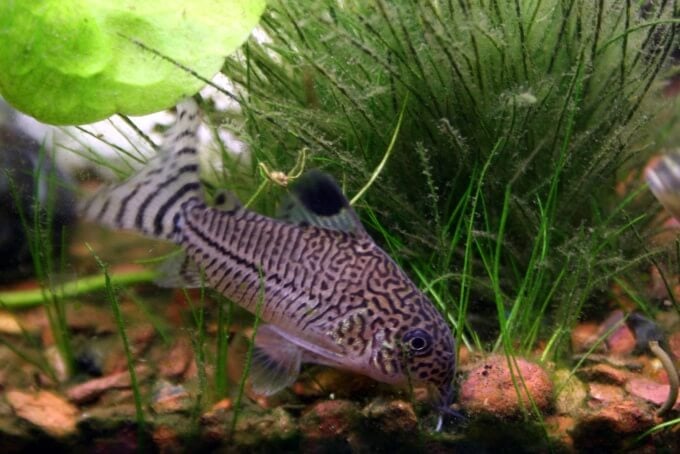 An Cory Catfish swimming at the bottom of an aquarium