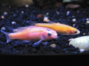 27 Best Cold Water Fish For Your Aquarium (No Heater)