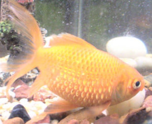 Dropsy In Fish: Your Guide To Symptoms & Treatment