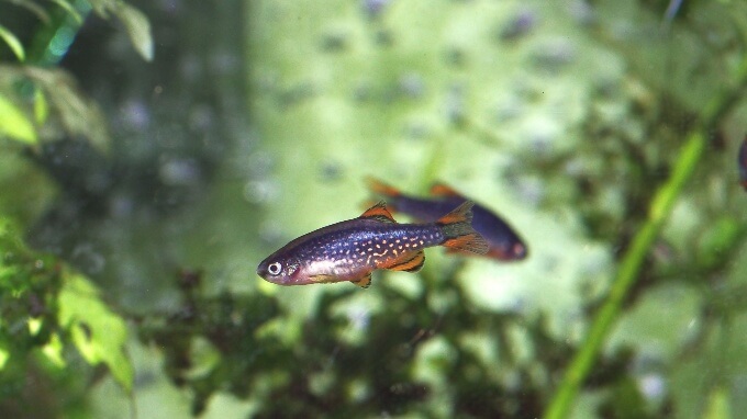 Two Celestial Pearl Danios exploring their tank