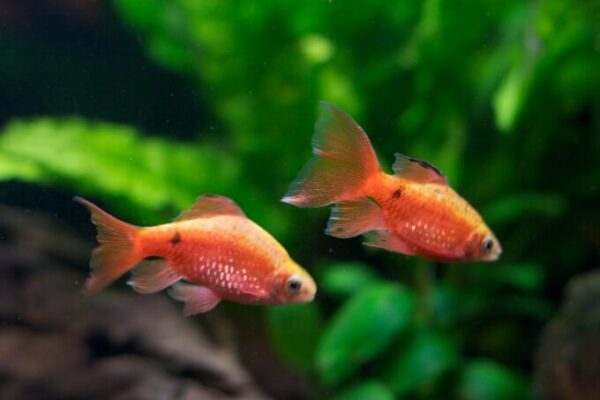 27 Best Cold Water Fish For Your Aquarium (No Heater)