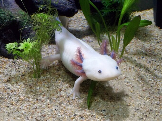 Axolotl walking on the bottom of the tank