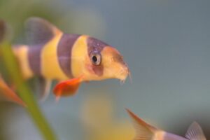 Clown Loach Care: Tips for Happy, Long-Lived Loaches
