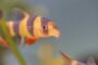 Clown Loach Care: Tips for Happy, Long-Lived Loaches