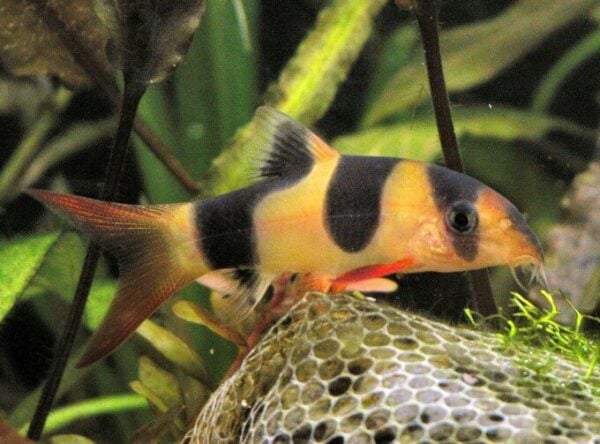 Clown Loach Care: Tips for Happy, Long-Lived Loaches