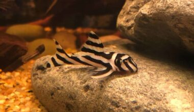 A Zebra Pleco at the bottom of a freshwater aquarium