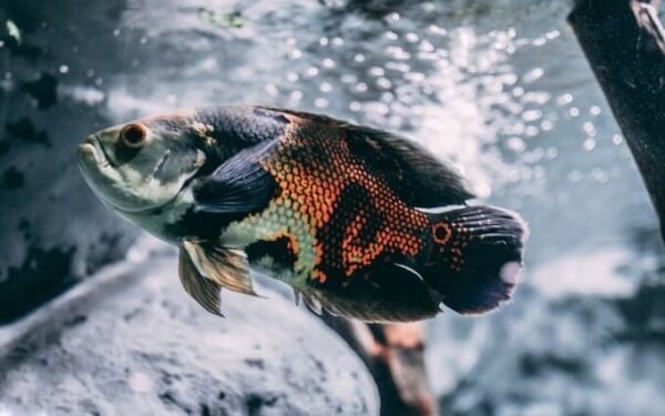 23 Predatory & Aggressive Freshwater Fish For Your Tank
