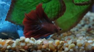View of What Can Live With A Betta Fish - Creating A Harmonious Community Tank