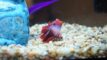 Why Your Betta Fish Is Laying At The Bottom Of The Tank
