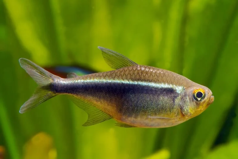 A Black Neon Tetra swimming in a well-planted aquarium