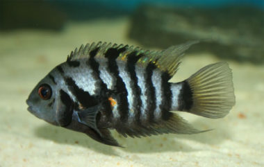 23 Predatory & Aggressive Freshwater Fish For Your Tank