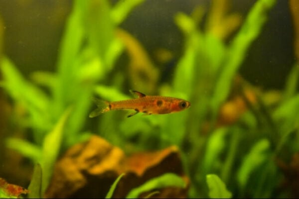 Larger Rasbora 10 Popular Types Of Rasboras You Need To See