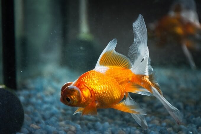 A goldfish looking for food at the bottom of the tank