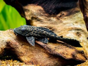 Common Pleco Care: Diet, Size, Lifespan, Tank Size...