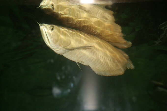 One Silver Arowana swimming near the surface of the tank