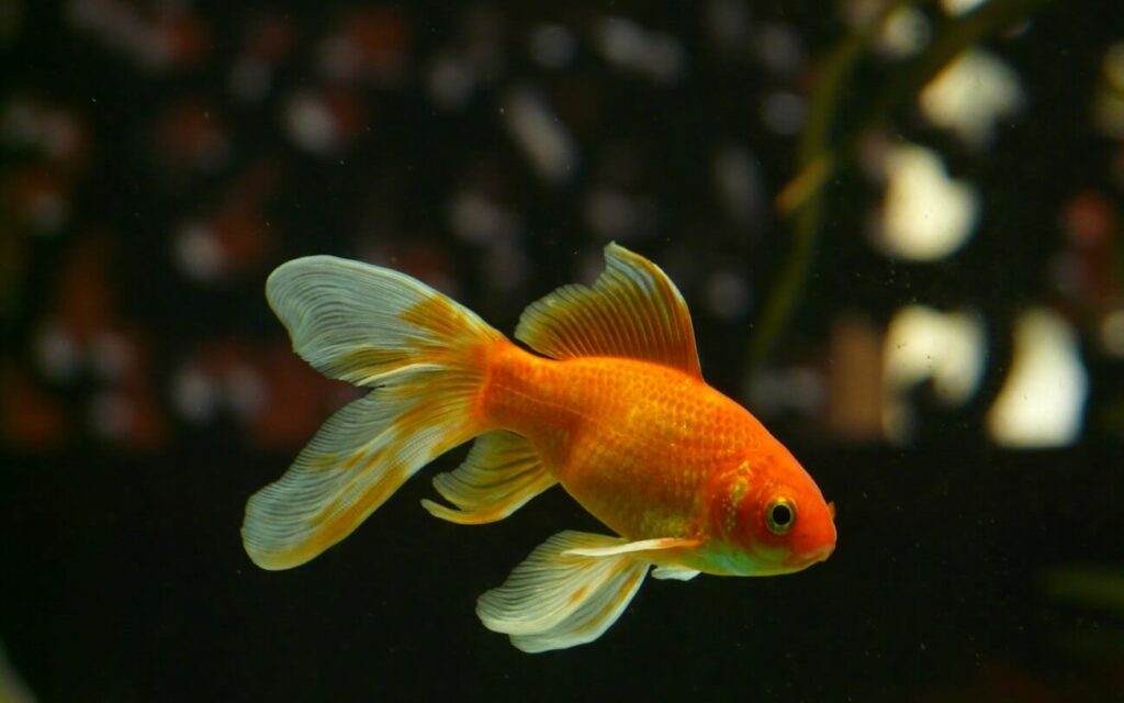 A Goldfish on pace for a long lifespan