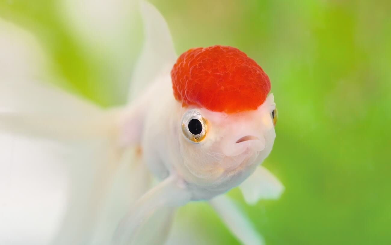 Oranda Goldfish 101 Care Tips Size Colors Lifespan 