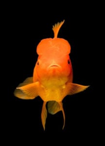 Oranda Goldfish 101: Care Tips, Size, Colors, Lifespan...
