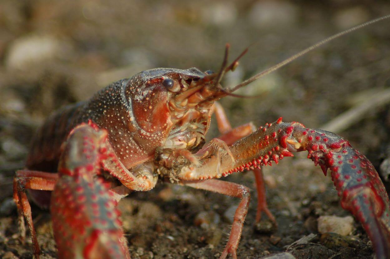 What Do Crayfish Eat? Full Food & Diet List