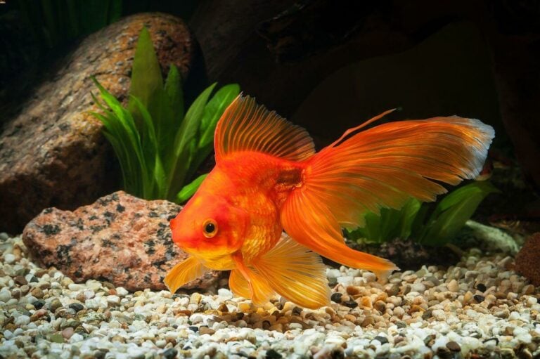 View of Fantail Goldfish 101: Care, Size, Lifespan & Tank Mates