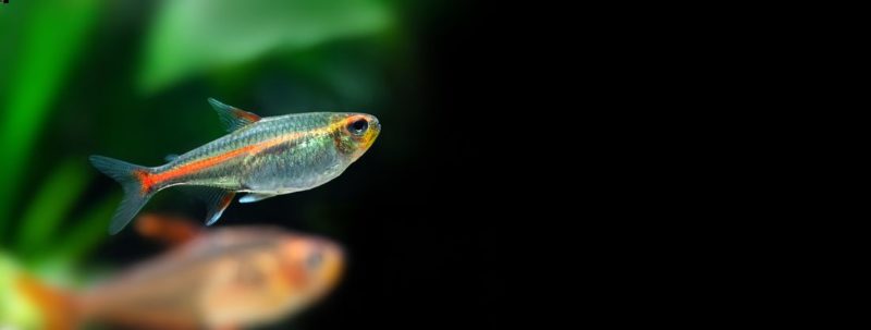 Glowlight Tetra 101: Care, Tank Mates, Breeding & More