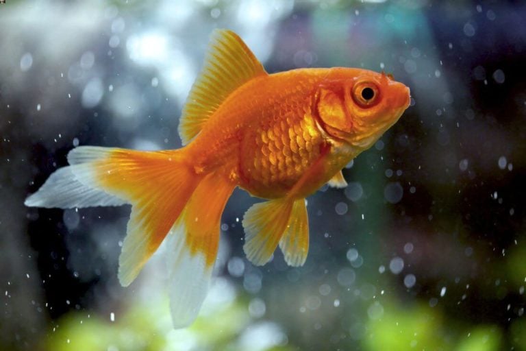 Image showcasing Image result for Goldfish aquarium for adults